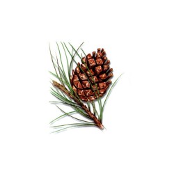 PINO YEMAS 40 g